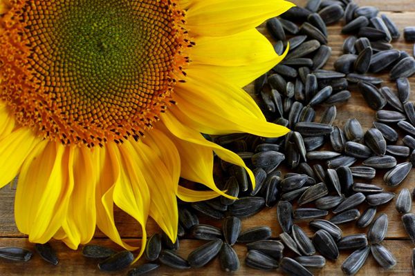 Sunflower Husks.jpg
